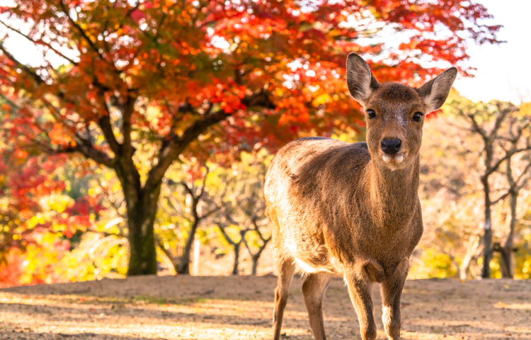 1-day tour to Kyoto and Nara, Japan (premium small group | optional hotel transfer service)