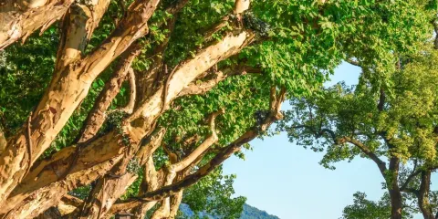 杭州西湖半日遊【乘遊船登三潭印月島+賞西湖十景+人工講解】