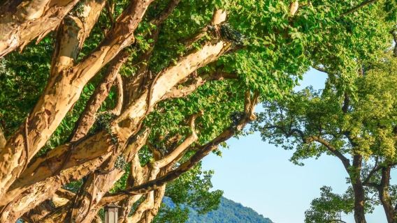 【10人小團】杭州西湖雷峰塔+品藕粉+登三潭印月島半日遊