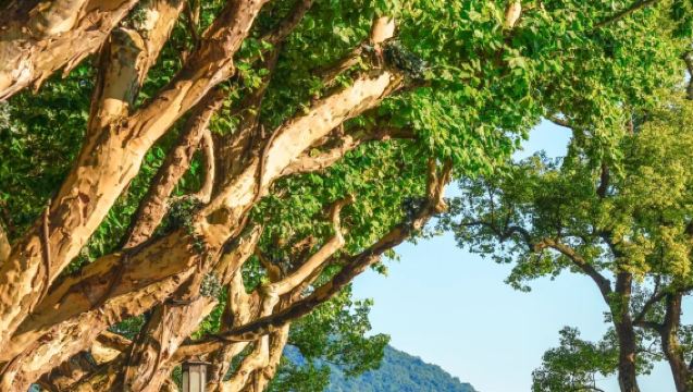 杭州西湖半日帰りツアー【遊覧船で三潭印月島に上陸+西湖十景を鑑賞+ガイドスタッフによる案内】
