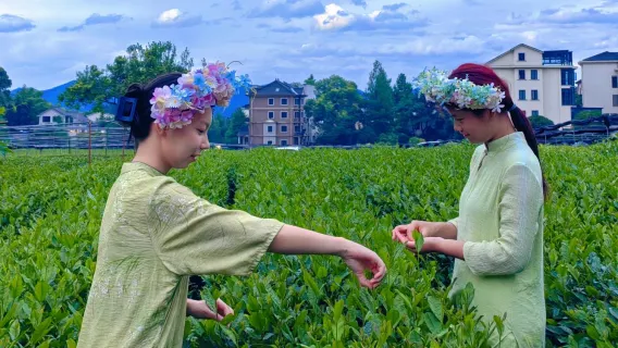 Hangzhou Longwu Tea Village Tea Picking and Tasting + Tea Roasting + Manual Guide service Half Day Tour