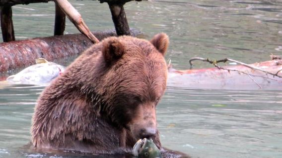 Campbell RiverTours