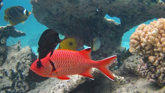 Excursión de snorkel en el Parque Marino Blue Bay