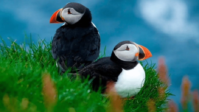 Sørvágur: Faroe Islands Puffin Boat Tour