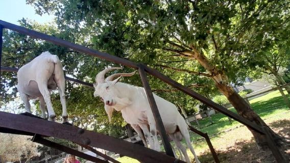 Le Cap : dégustation de 15 vins et visite de la faune en petit groupe