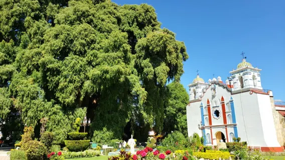 Oaxaca: Guided Bike Tour to the Largest Tree in the World