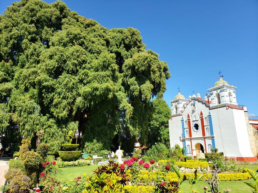 Oaxaca: Guided Bike Tour to the Largest Tree in the World