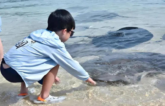 分界洲島+南灣猴島+呆呆島一日遊【專車上門接送不包括景區門票】