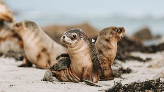 Excursión de un día a la isla de los canguros y Seal Bay desde Adelaida con traslado desde hoteles del centro