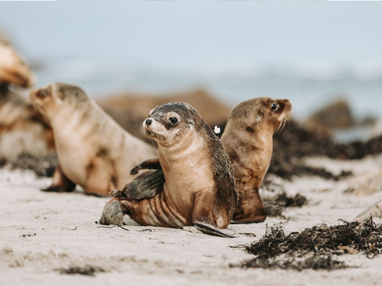 Доступно для бронирования на Новый год: однодневный тур на остров Кенгуру и в заповедник Сил Бэй из Аделаиды с возможностью выбора трансфера из города (доступен на китайском языке)