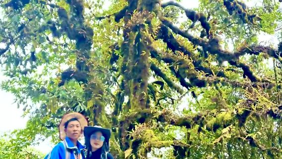 高黎貢山青草嶺毛毛球森林7公里徒步【雷擊木森林+傈僳人家】