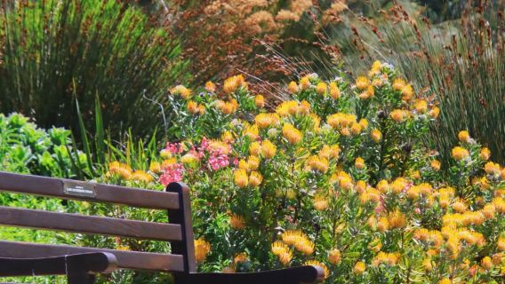 南非開普敦康斯坦博西植物園-企鵝海灘-好望角一日遊