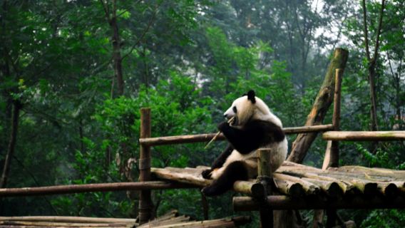 청두 판다기지+삼성퇴(싼싱두이)박물관 [가족/귀여운 동물 만남/고대 촉나라 탐험]
