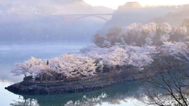 1-day tour from Nagoya: Cherry Blossom Viewing in Nagano + Enakyo Gorge Cruise + Cherry Blossoms at Takato Castle Park
