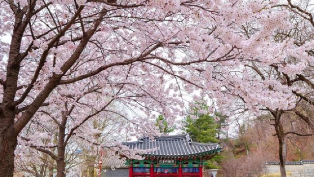 อินชอน เกาหลีใต้: ทริปชมดอกซากุระบานที่เกาะกังฮวา พร้อมประสบการณ์เล่นลูจและทำขนมโมจิเกาหลี ทัวร์ 1 วัน