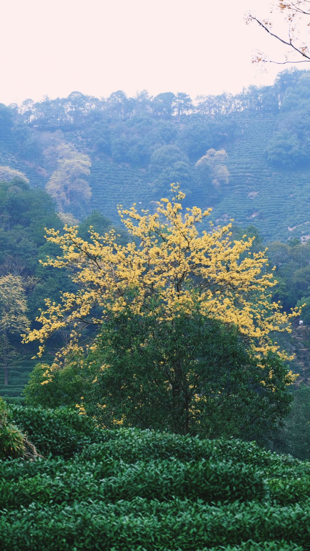 【英文講解】杭州西湖風景區|龍井村茶園徒步+採茶炒茶體驗+品獅峰龍井茶
