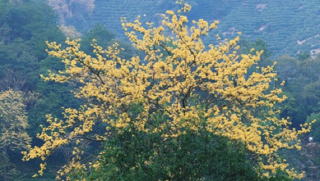 English Guide: Hangzhou West Lake Scenic Area|Hiking in Longjing Village Tea Plantations + Tea Picking and Frying Experience + Tasting Shifeng Longjing Tea