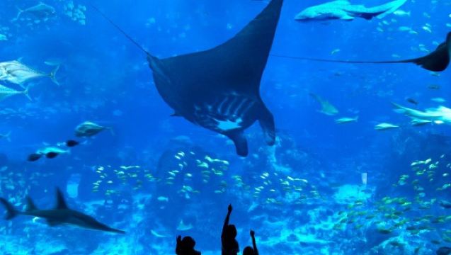 Shared round-trip transfer to Sentosa, Singapore, including island admission fee, recommended for visiting Universal Studios