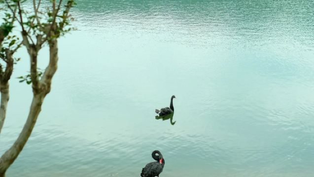 Wuxi andata e ritorno: tour all'area panoramica di Yixing Bamboo Sea + Antica Via Shushan con guida cinese/inglese e noleggio con conducente esclusivo personalizzato