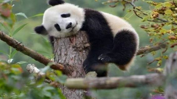 ฐานวิจัยการเพาะเลี้ยงหมีแพนด้ายักษ์เฉิงตู + งานเลี้ยงฉู่เหยียนฝู่ + ประสบการณ์สวมชุดฮั่น + ถนนคนเดินชุนซีและไท่กู่หลี่ ทัวร์ 1 วัน