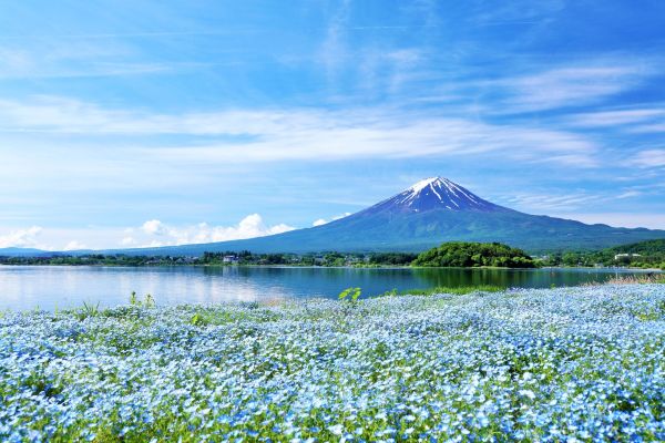東京-河口湖（單程）富士山一日遊
