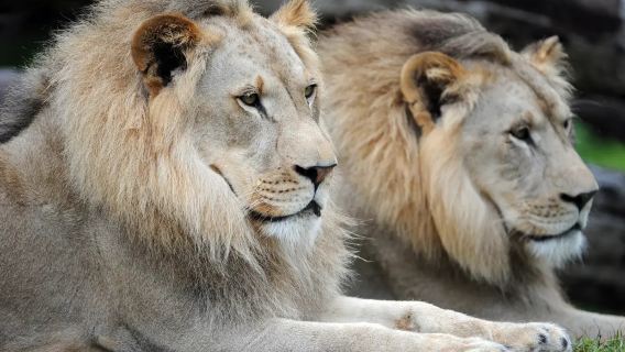 US Miami custom trip | Zoo Miami + aquarium + Miami Beach ※ adjustable itinerary