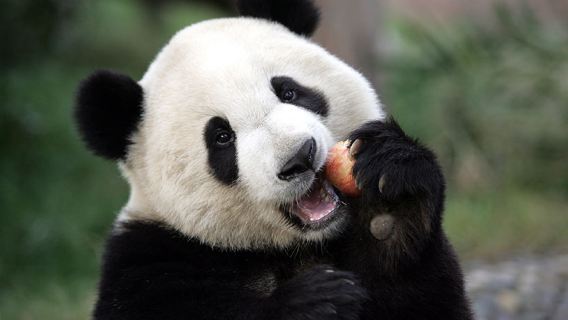 Wolong Shenshuping · returned panda half-day tour (private tour · private car pick-up)