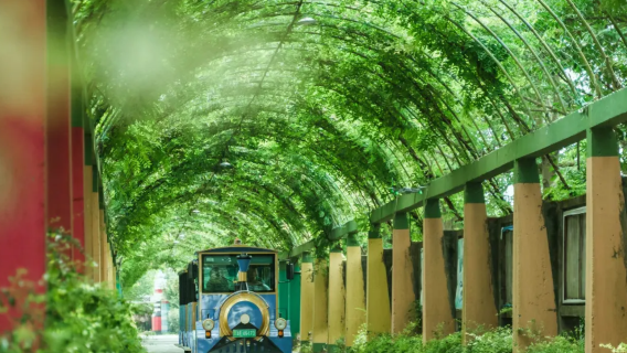Hangzhou departure: Jiashan Xitang Historic Town of China + Biyun Flower Sea Farm Jiangnan ancient town flower sea private charter 1-day tour