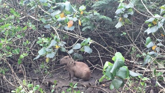 Paraty: Mangrove Kayak Tour with Capybara sightings