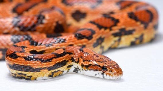 Fuengirola: Visita Interactiva al Snakeroom Serpentarium