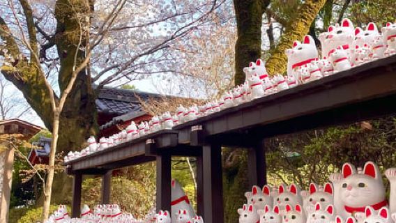Τόκιο: Ναός της Γάτας Gotokuji, Cat Café στο Shinjuku και Γιγαντιαία 3D Γάτα