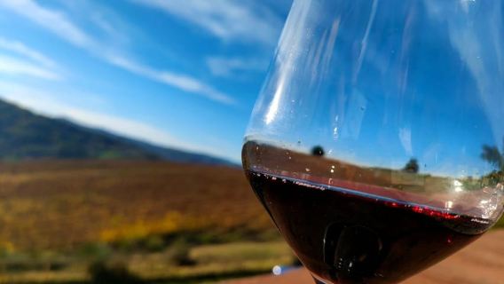 Tenuta Bonzara - Tour and wine tasting in the hills of Bologna