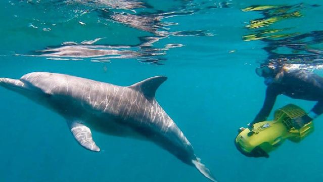 ラジーキャットトラベル 西オーストラリアで野生のイルカと泳ごう 【パース/ロッキングハム出発 オプションで同行可能】