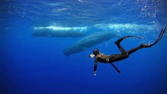 immersione subacquea e snorkeling in apnea di 4 ore a Mirissa, Sri Lanka