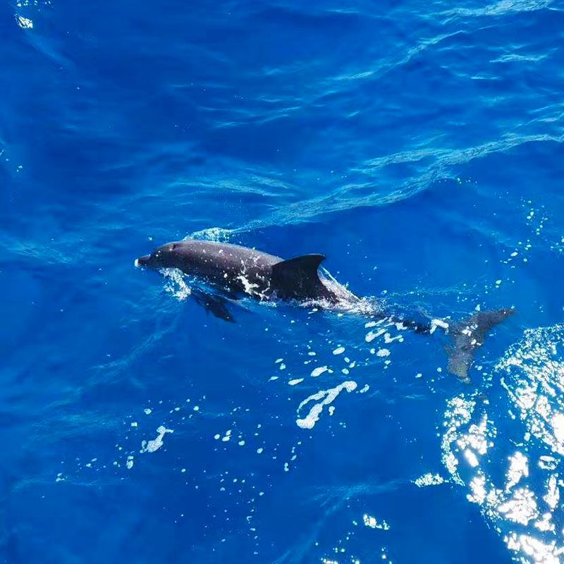 埃及紅海追海豚一日遊 中文導遊 紅海出海浮潛遊艇珊瑚礁包括午餐