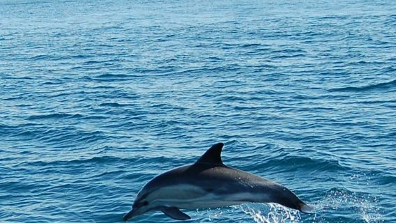 Algarve: tour guidato per l'osservazione dei delfini