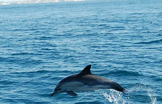 阿爾加維：導賞觀豚團