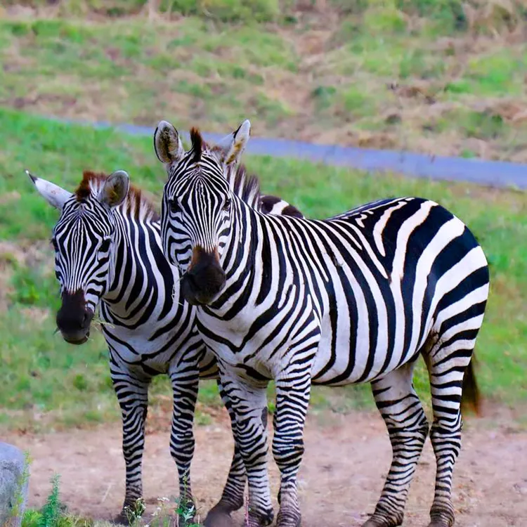 1-day tour to Kyushu Wildlife Park African Safari in Oita, Japan