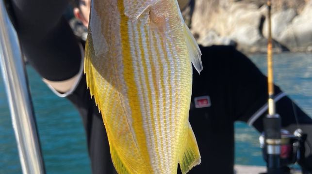 海南三亞45尺豪華專業釣魚艇包船4小時出海海釣【自帶探魚器+20年以上釣齡船長+含魚竿魚餌】