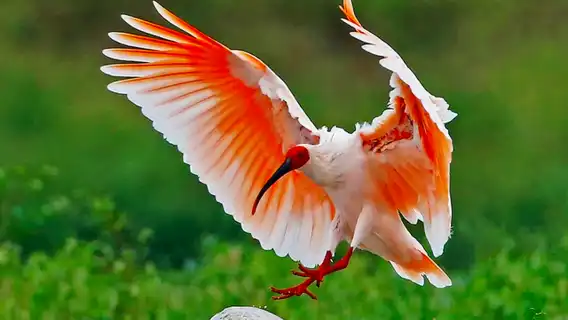 Qizai-The World's Only Brown Panda-Xi'an Panda Day Tour-Qinling Four Treasure Science Park