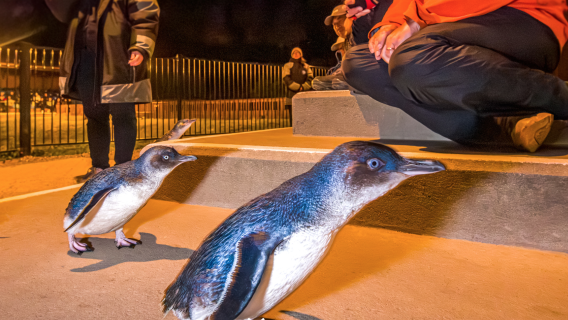 Oamaru, Pulau Selatan, Selandia Baru: Saksikan Penguin Biru Kecil Kembali ke Rumah / Penguin Kecil yang Menggemaskan Kembali ke Sarangnya / Suaka Penguin Biru Kecil / Suaka Penguin Biru Oamaru
