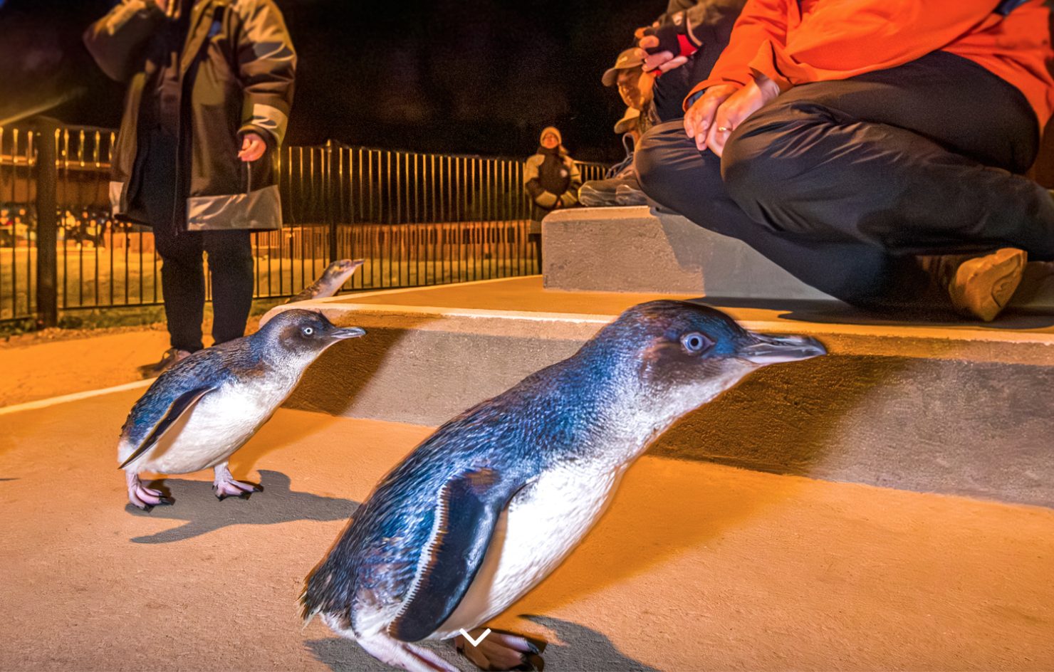 Oamaru, Pulau Selatan Selandia Baru - Menyaksikan Penguin Biru Kecil Pulang / Penguin Lucu Kembali ke Sarang / Pusat Perlindungan Penguin Biru Kecil / Pusat Perlindungan Penguin Biru Oamaru