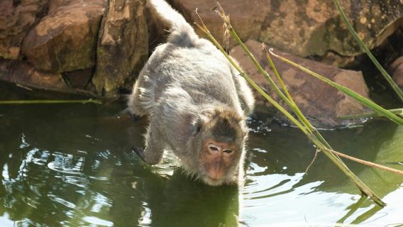 From Hammamet/Nabeul‎: Trip to Friguia Animal Park