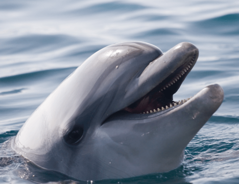 Bohol: Panglao Island Hopping & Dolphin Watching Tour