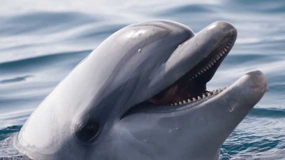 Bohol: Jelajah Lompat Pulau Panglao & Menonton Lumba-lumba