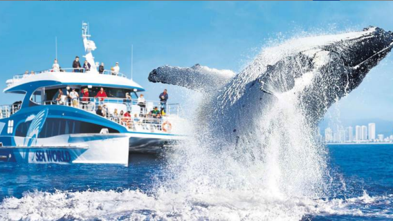 Gold Coast pelayaran separuh hari menonton ikan paus dari Marine Park Jetty, pilihan waktu berlepas pagi atau petang