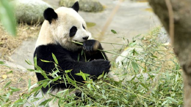 One-day private tour to Dujiangyan and Panda Valley (includes admission ticket and English guide)