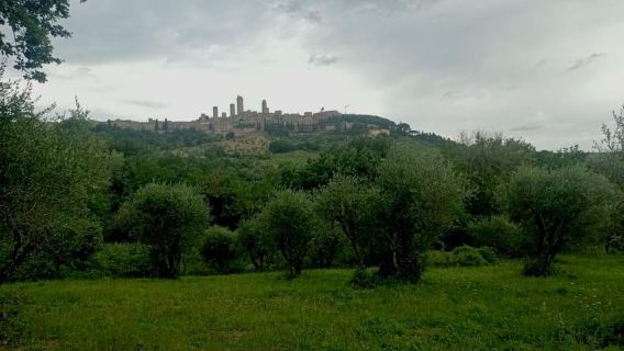 Siena: tour per piccoli gruppi di San Gimignano, Chianti e Montalcino