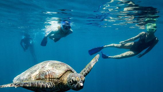 ส่วนลด Double 11: ทัวร์ 1 วัน ไปยังเกาะแฮมิลตัน/แอร์ลีย์ หมู่เกาะวิตซันเดย์ แนวปะการังฮาร์เบอร์ฮาร์ดี