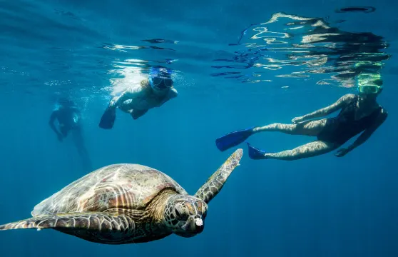 聖靈羣島漢密爾頓島/艾爾利出發哈迪礁港一日遊-可選飛機來回